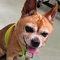 Thumbnail photo of Plait 13510 #3