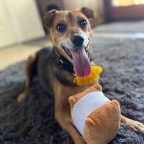 Thumbnail photo of Pear #3