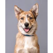 Thumbnail photo of Lil Smokey #1