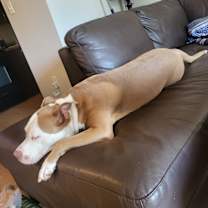 Thumbnail photo of Chica #1