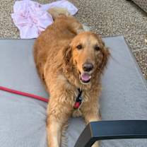 Thumbnail photo of Woody #4