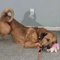 Thumbnail photo of Clipper - ADOPTED #1