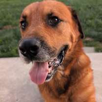 Thumbnail photo of Clipper - ADOPTED #2