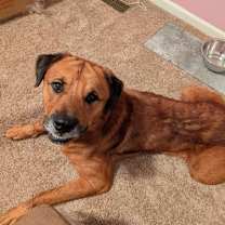 Thumbnail photo of Clipper - ADOPTED #3