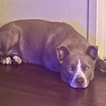 Thumbnail photo of Oso #4