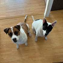 Thumbnail photo of Jamo & Jaeger #4