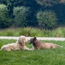 Thumbnail photo of Oso #4