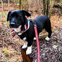 Thumbnail photo of Spot~ #2