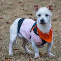 Thumbnail photo of Bear #2