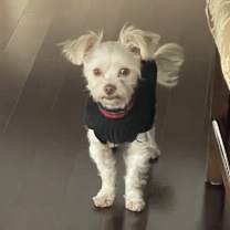 Thumbnail photo of Shaggy #2