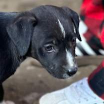 Thumbnail photo of Priya #1