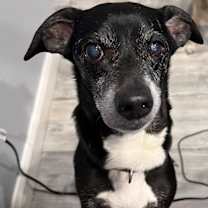 Thumbnail photo of Fonzie #1