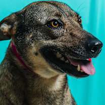 Thumbnail photo of Lilly #3