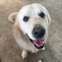 Thumbnail photo of Archie (Courtesy Post) #1