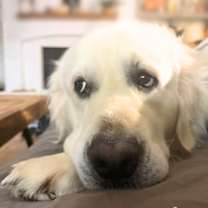 Thumbnail photo of Archie (Courtesy Post) #2