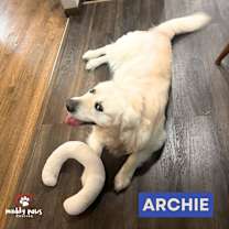 Thumbnail photo of Archie (Courtesy Post) #3