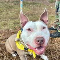 Thumbnail photo of Thor #1