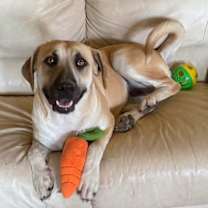 Thumbnail photo of Juliet #1