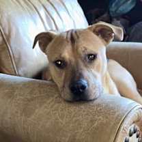 Thumbnail photo of Chip #2