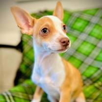 Thumbnail photo of Diablo Jul 25 - A Gigi Pup #2