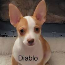Thumbnail photo of Diablo Jul 25 - A Gigi Pup #3