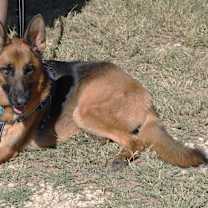 Thumbnail photo of Diamond #3