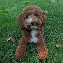 Thumbnail photo of Penny #1