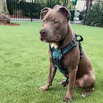 Thumbnail photo of Rock #4