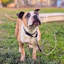 Thumbnail photo of Brooklyn #4