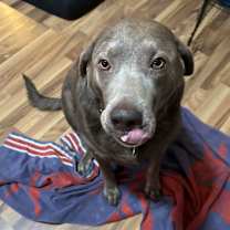 Thumbnail photo of Ryker #2