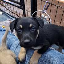 Thumbnail photo of Faora AL #4