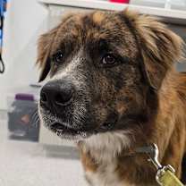 Thumbnail photo of Ringo #2