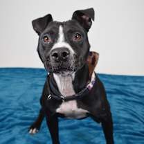 Thumbnail photo of Daisy #3