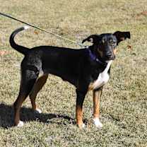 Thumbnail photo of Chloe #3