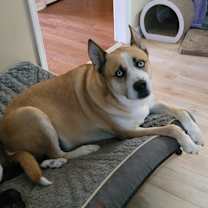 Thumbnail photo of Sampson #2