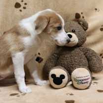 Thumbnail photo of Punkin' Pie #3