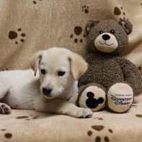 Thumbnail photo of Stuffin' #4