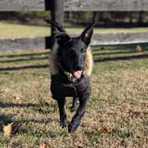 Thumbnail photo of Cha Cha #1