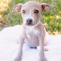 Thumbnail photo of BH Chestnut #1