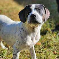 Thumbnail photo of Gil (Rocky) #1