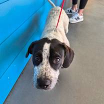 Thumbnail photo of Gil (Rocky) #4