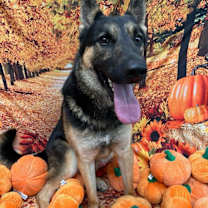 Thumbnail photo of Maximilian #1