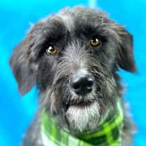 Thumbnail photo of Charlie #1