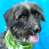 Thumbnail photo of Charlie #2