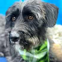 Thumbnail photo of Charlie #3