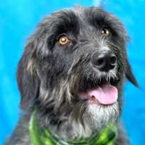 Thumbnail photo of Charlie #4