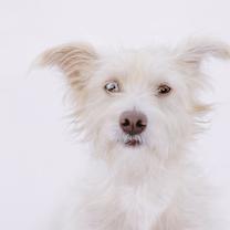 Thumbnail photo of RB Scrappy #4