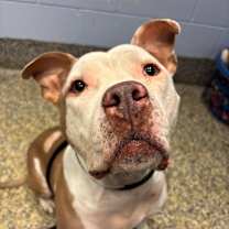 Thumbnail photo of Kova #2