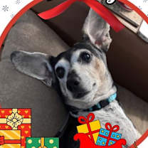 Thumbnail photo of Brin Joy #1