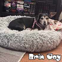 Thumbnail photo of Brin Joy #3